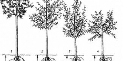 Pravila za sadnju stabala jabuke
